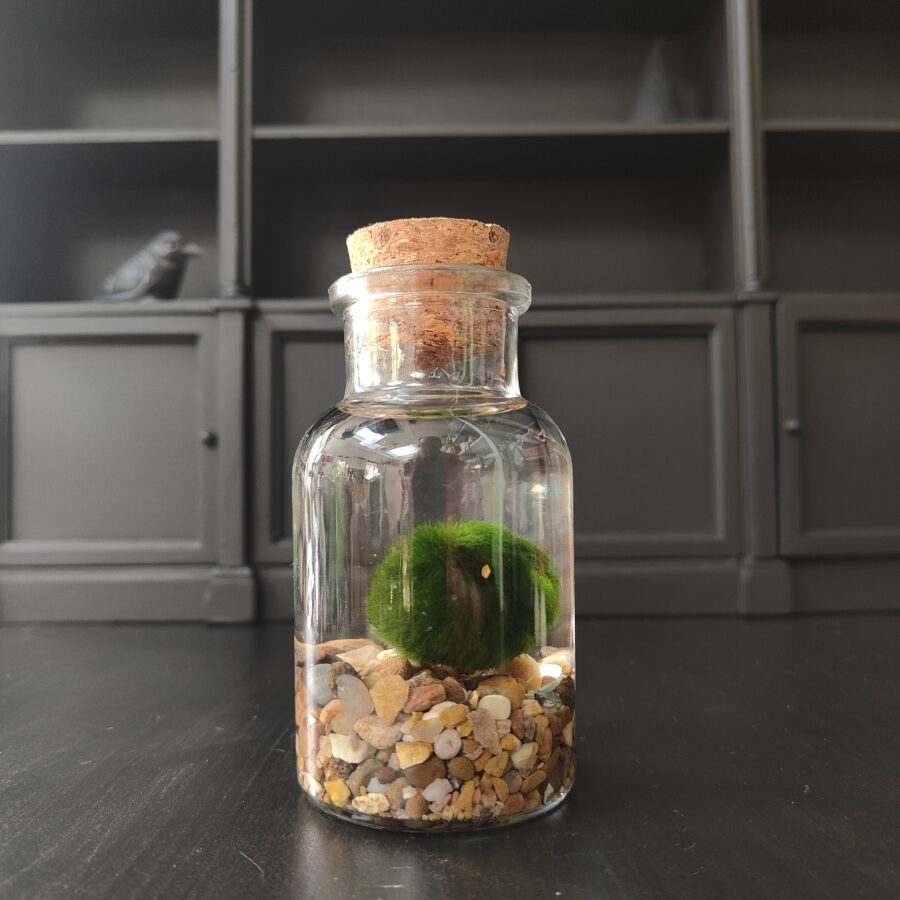 12cm Moss Ball Jar