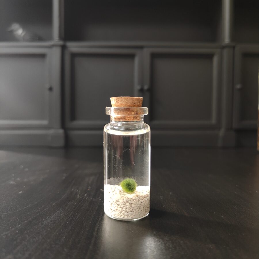 5cm Moss-Ball